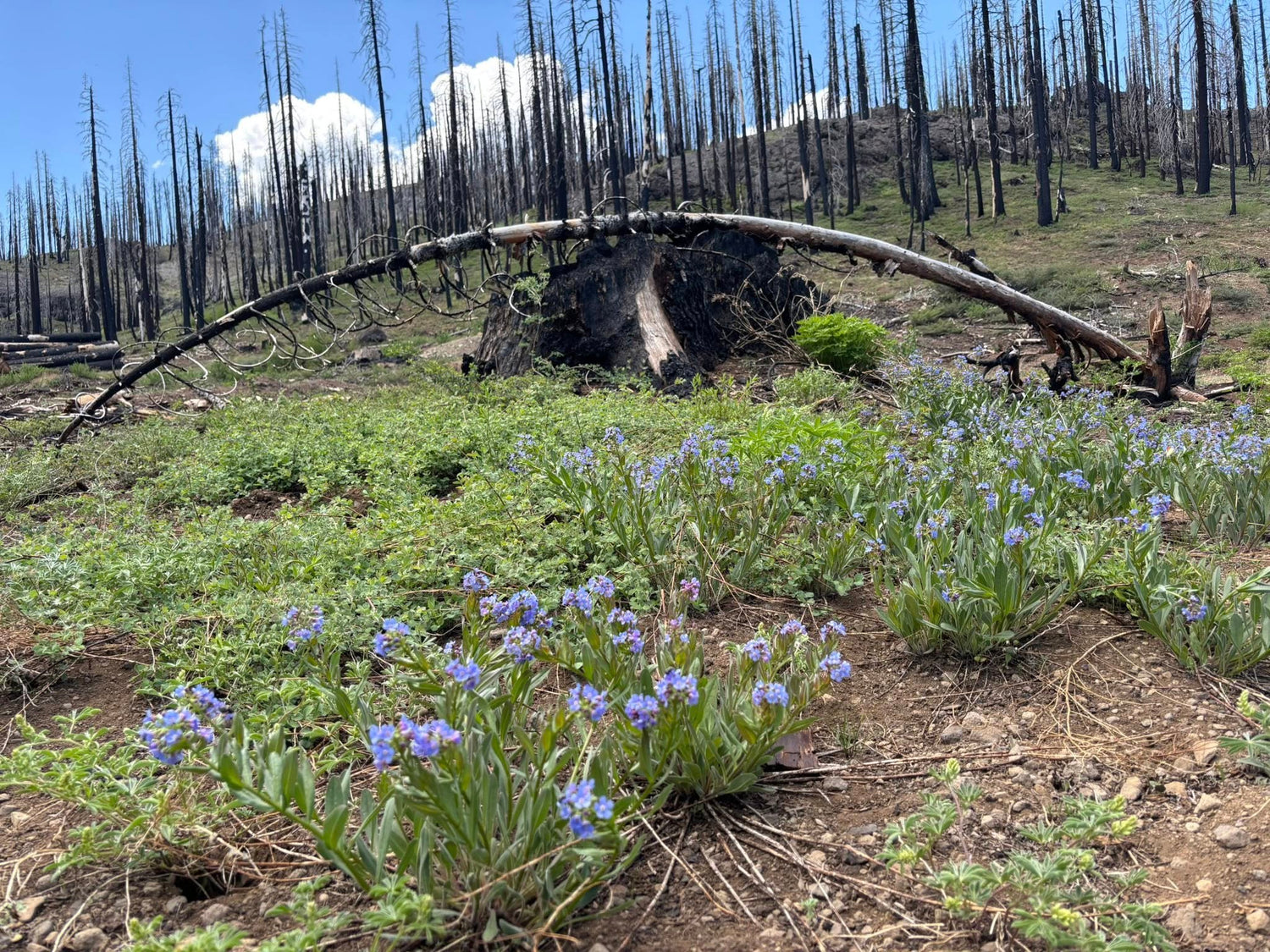 Caldor Fire Recovering. Photo by Katherine Elvin